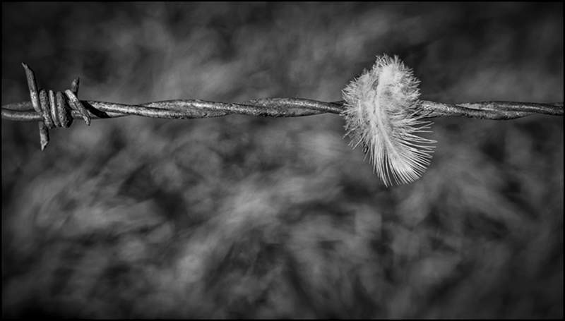 Feather on barbed wire_Russell  Hynard_set.i04.tif